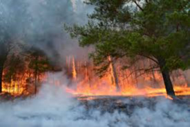 48 forest and steppe fires reported nationwide